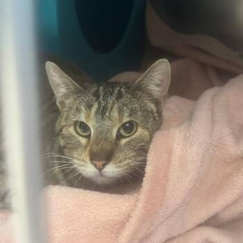 Abyssinian Cats Available for Adoption - Aviv  | PetCurious