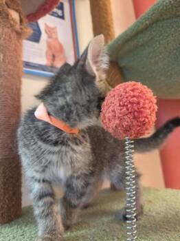 Randy -  Domestic Short Hair Cat for Adoption in Scottsbluff, Nebraska - Randy | PetCurious