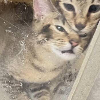 Sunshine -  Domestic Short Hair Cat for Adoption in Philadelphia, Pennsylvania - Sunshine | PetCurious
