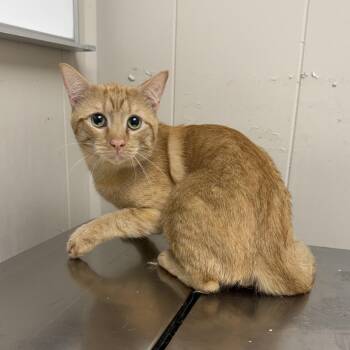TUSC-Stray-85444_2 -  Domestic Short Hair Cat for Adoption in Tuscaloosa, Alabama - TUSC-Stray-85444_2 | PetCurious