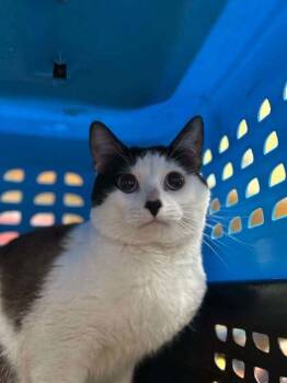 Domestic Short Hair Cats Available for Adoption in Munster, Indiana - Milo | PetCurious