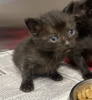 A655186 -  Domestic Short Hair Cat for Adoption in Houston, Texas - A655186 | PetCurious