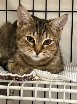 Susie -  Domestic Medium Hair Cat for Adoption in Lunenburg, Massachusetts - Susie | PetCurious