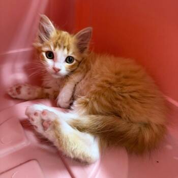 Kanna -  Domestic Long Hair Cat for Adoption in Detroit Lakes, Minnesota - Kanna | PetCurious