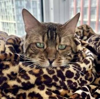 Versace (solo kitty) -  Bengal Cat for Adoption in Vaughan, Ontario - Versace (solo Kitty) | PetCurious