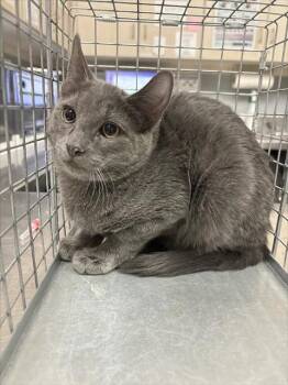 BATGIRL -  Domestic Short Hair Cat for Adoption in Las Vegas, Nevada - BATGIRL | PetCurious