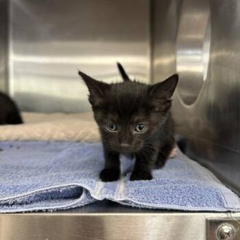 Raven -  Domestic Short Hair Cat for Adoption in Indianapolis, Indiana - Raven | PetCurious