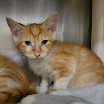 Clover Honey -  Domestic Short Hair Cat for Adoption in Columbia, Missouri - Clover Honey | PetCurious
