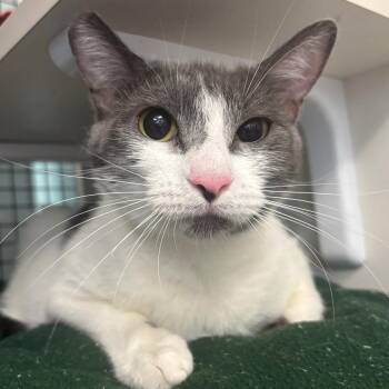 Domestic Short Hair Cats Available for Adoption - Clawdeen | PetCurious