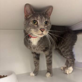 Domestic Short Hair Cats Available for Adoption - Violet | PetCurious