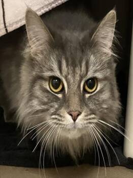 Domestic Long Hair Cats Available for Adoption in Boston, Massachusetts - REXY | PetCurious