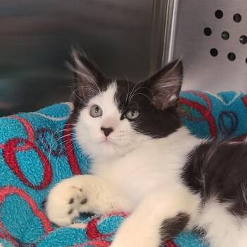 Winston "Seeker" -  Domestic Long Hair Cat for Adoption in Denver, Colorado - Winston "Seeker" | PetCurious