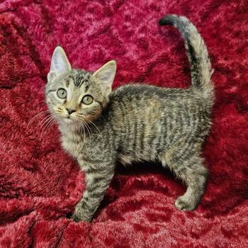 Spatula -  Domestic Short Hair and Tabby Cat for Adoption in Searcy, Arkansas - Spatula | PetCurious