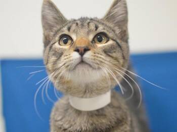 Sid -  Domestic Short Hair Cat for Adoption in Portland, Oregon - Sid | PetCurious