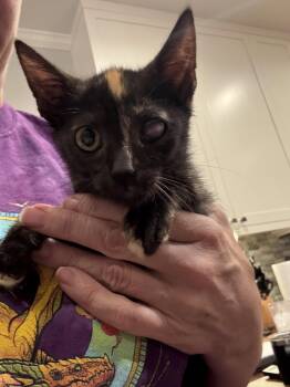 Uppercut (Available for pre-adoption) -  Domestic Short Hair Cat for Adoption in Camden, South Carolina - Uppercut (Available For Pre-adoption) | PetCurious