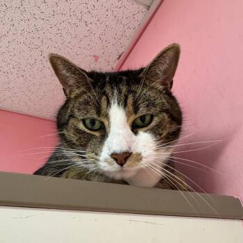 Domestic Short Hair Cats Available for Adoption in Binghamton, New York - Ulyssess | PetCurious