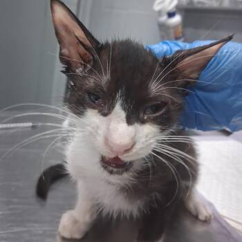 Nickel -  Domestic Short Hair Cat for Adoption in Summerville, South Carolina - Nickel | PetCurious