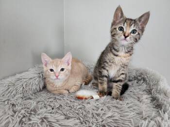 Domestic Short Hair and Tabby Cats Available for Adoption in Wheaton, Illinois - Caterpillar & Dragonfly (*pair) | PetCurious