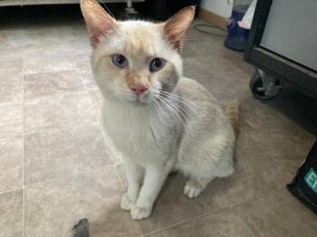 Conrey -  Siamese Cat for Adoption in Dayton, Minnesota - Conrey | PetCurious