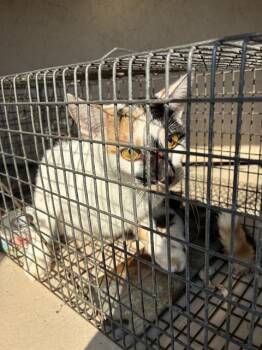 ECHO -  Domestic Short Hair Cat for Adoption in Louisville, Kentucky - ECHO | PetCurious