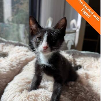 Oscar -  Domestic Short Hair Cat for Adoption in Pleasant Hill, California - Oscar | PetCurious
