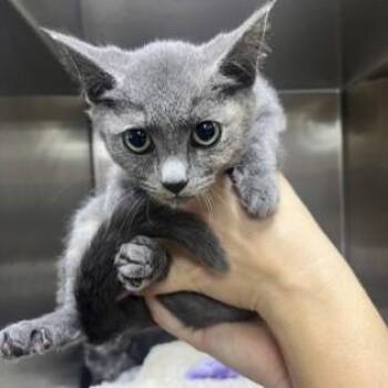 Rose -  Domestic Short Hair Cat for Adoption in Phoenixville, Pennsylvania - Rose | PetCurious