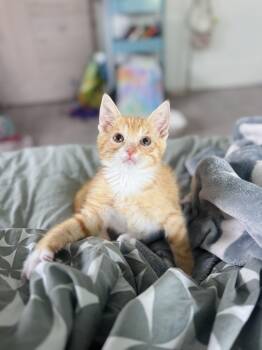 Domestic Short Hair Cats Available for Adoption in Los Angeles, California - Declan  | PetCurious