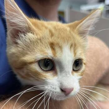 Rescue Domestic Short Hair Cats for Adoption in Buffalo, Wyoming - Hermes | PetCurious