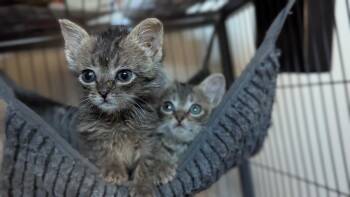 Domestic Short Hair Cats Available for Adoption in Alafaya, Florida - Phendorana | PetCurious