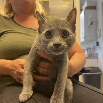 MeeMaw -  Russian Blue Cat for Adoption in Albert Lea, Minnesota - MeeMaw | PetCurious