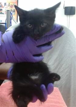 CAPTAIN -  Domestic Medium Hair Cat for Adoption in Doral, Florida - CAPTAIN | PetCurious