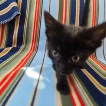 Domestic Short Hair Cats Available for Adoption - Molasses | PetCurious