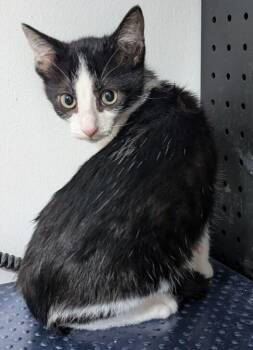 Trey -  Domestic Short Hair Cat for Adoption in Dayton, Minnesota - Trey | PetCurious