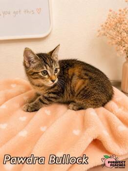 Pawdra Bullock -  Domestic Short Hair Cat for Adoption in Douglasville, Georgia - Pawdra Bullock | PetCurious