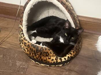 Domestic Short Hair Cats Available for Adoption in Dayton, Ohio - Guinness | PetCurious