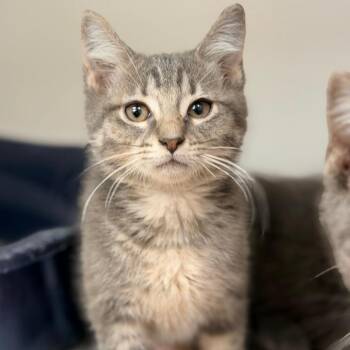 Marie -  Domestic Short Hair Cat Available for Adoption in Champaign, Illinois - Marie | PetCurious