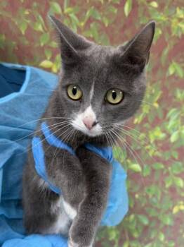 Domestic Short Hair Cats Available for Adoption in San Antonio, Texas - Pixel | PetCurious