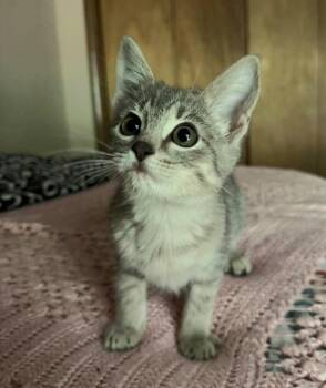 Shark -  Domestic Short Hair Cat for Adoption in Bossier City, Louisiana - Shark | PetCurious