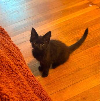 Felicola (Felix) -  Domestic Short Hair Cat for Adoption in Milton, Delaware - Felicola (Felix) | PetCurious