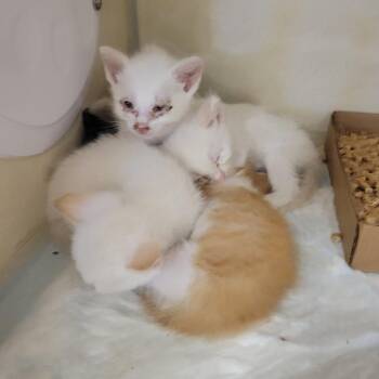 Chipotle Mayo -  Siamese Cat for Adoption in Westminster, California - Chipotle Mayo | PetCurious