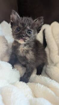 Rhea -  Domestic Short Hair Cat Available for Adoption in Calimesa, California - Rhea | PetCurious