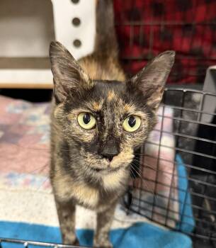 Luna -  Tortoiseshell and Domestic Short Hair Cat for Adoption in Hartville, Ohio - Luna | PetCurious