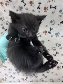 LEONARDO -  Domestic Short Hair Cat for Adoption in Riverside, California - LEONARDO | PetCurious