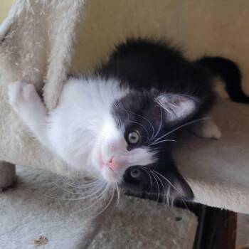 Funky -  Domestic Short Hair Cat for Adoption in Riverside, California - Funky | PetCurious