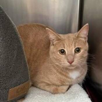 Sandy -  Domestic Short Hair Cat for Adoption in Burlington, Ontario - Sandy | PetCurious