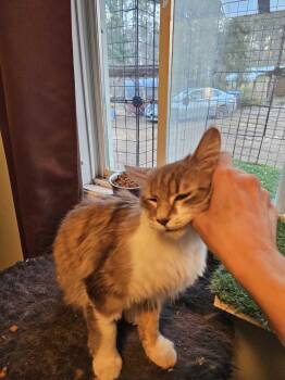 Domestic Long Hair Cats Available for Adoption in Wakefield, Quebec - Daffodil | PetCurious