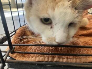 Domestic Short Hair Cats Available for Adoption - WERO | PetCurious