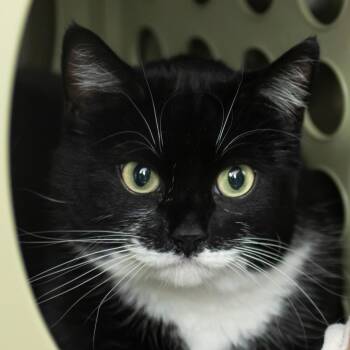 Domestic Short Hair Cats Available for Adoption in Middletown, Rhode Island - Budha | PetCurious