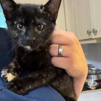 Rumor -  Tortoiseshell Cat for Adoption in Wiggins, Mississippi - Rumor | PetCurious