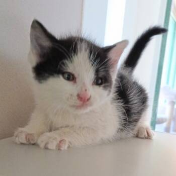 Rescue American Shorthair Cats for Adoption in Reno, Nevada - Twilight Woods | PetCurious